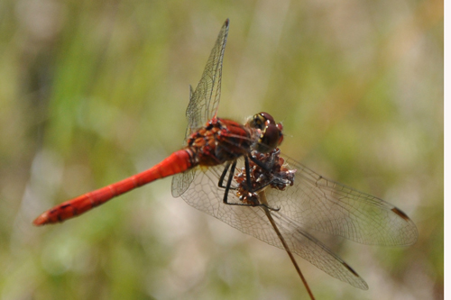 Blodoed%20hedelibel1